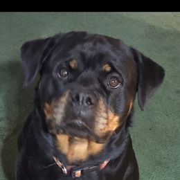 Horizon - Rottweiler