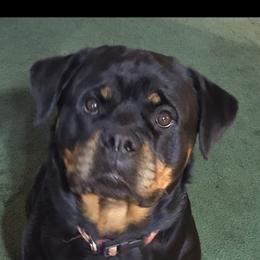 Horizon - Rottweiler