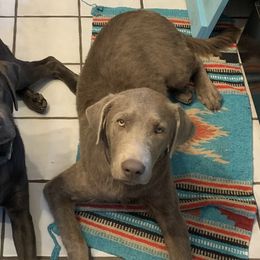 Dilute Retrievers and Labrador Retrievers from The Sugar & Spice Ranch Labrador Retrievers