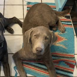Dilute Retrievers and Labrador Retrievers from The Sugar & Spice Ranch Labrador Retrievers