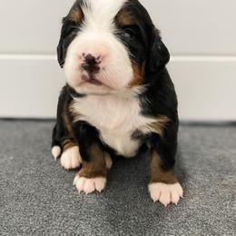 Bernedoodle and Bernese Mountain Dog Puppies from MI Doodles