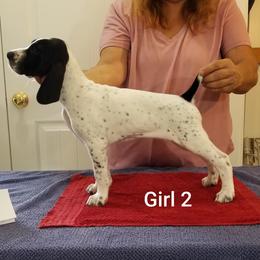 Girl 2 - German Shorthaired Pointer puppy from Kiroden German Shorthaired Pointers