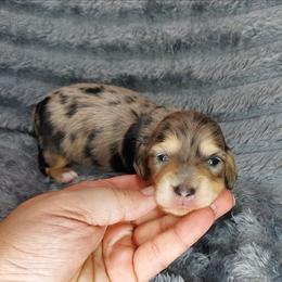 GABRIELLA - Dapple female Dachshund puppy in Swink, Oklahoma from Palali Farm