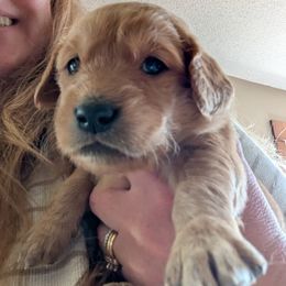 Rhubarb (female 7) - Dark golden female Golden Retriever puppy in Wendell, Minnesota from Floden Farm Golden Retrievers