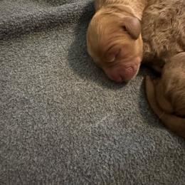 Boy 2 - Apricot male Goldendoodle puppy in Golden, Colorado from Golden Mesa Doodles
