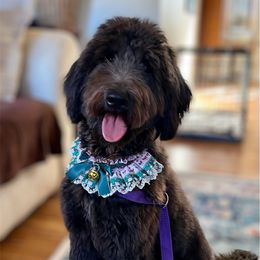 Winnie - Goldendoodle