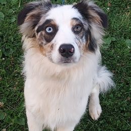 Australian Shepherd Puppies from Remy's BFF's (Best friends furever)