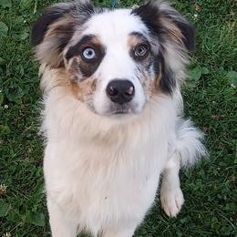 Australian Shepherd Puppies from Remy's BFF's (Best friends furever)