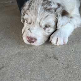 Australian Shepherd Puppies from DB Legends