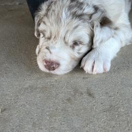Australian Shepherd Puppies from DB Legends