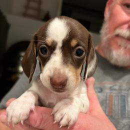 None - Piebald female Dachshund puppy in Spokane, Washington from Dearhaven Doxie