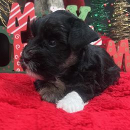 Faith - Black and silver female Miniature Schnauzer puppy in Grayson, Kentucky from Seventh Heaven Schnauzers