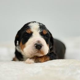 Caramel - Tri-color male Bernedoodle puppy in Clermont, Florida from Shadow Bernedoodles & Dog Training