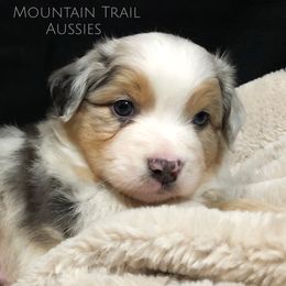 Australian Shepherd Puppies from Mountain Trail Aussies