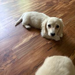 Cream piebald longhair RTG - Cream male Dachshund puppy in Helenville, Wisconsin from Remarkable Doxies