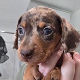 Chocolate and tan smooth dapple girl - Dapple female Dachshund puppy in Declo, Idaho from Dozendachs