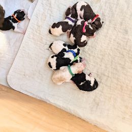 Bearded Retriever, Bernedoodle, and Poodle Puppies from Doodle Belle Puppy