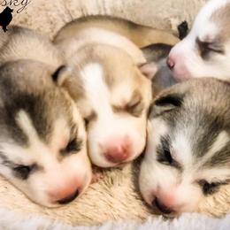Pomskies and Siberian Huskies from Hemlock Pines Pomsky