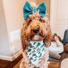 Molasses - Irish Doodle