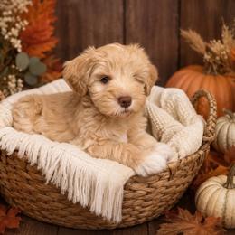 Girl 1 - Wheaten female Miniature Schnauzer puppy in Sacramento, California from Hardcastle Family Schnauzer’s