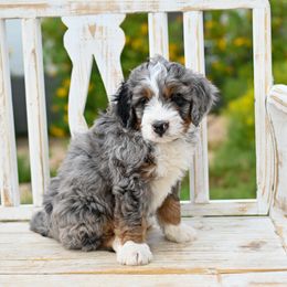 Aussiedoodle, Bernedoodle, Goldendoodle, and Irish Doodle Puppies from Sun Valley Goldendoodles