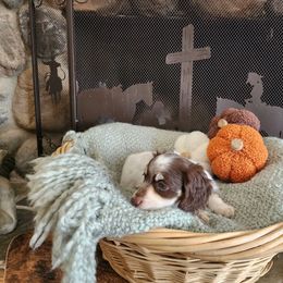 Chip - Chocolate and cream male Dachshund puppy in Lindsay, California from Lewis Creek Dachshunds