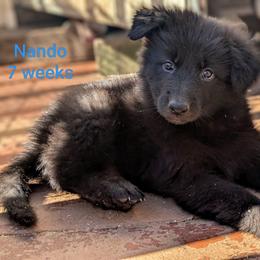 Nando - Bi-color male German Shepherd puppy in Olean, New York from F&B Kennels