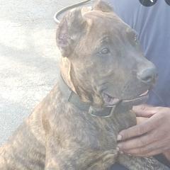 Perro de Presa Canarios from Buffalo Presa Team