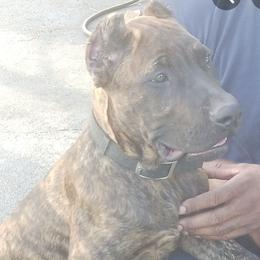 Perro de Presa Canarios from Buffalo Presa Team