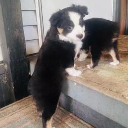 Luna - Black tri female Miniature Australian Shepherd puppy in Interlachen, Florida from Lucky Bones Miniature Australian Shepherds