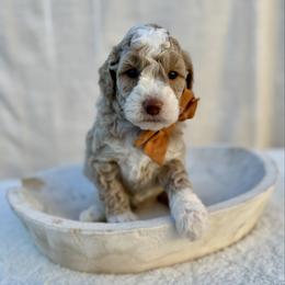 Teddy - Cream male Goldendoodle puppy in Rio Linda, California from Plush Doodles