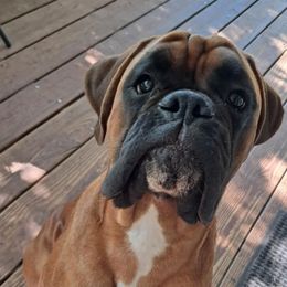 BUBBA - Boxer