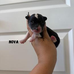 Nova - Black and tan female Pembroke Welsh Corgi puppy in Red Bluff, California from Wilder Ranch Corgis