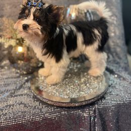 Biewer Terrier Puppies from Precious Jewels Biewer Terriers