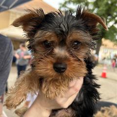 Boy 1 - Blue and gold male Yorkshire Terrier puppy in Norfolk, Arkansas from Diana's Yorkie Paws
