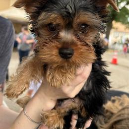 Boy 1 - Blue and gold male Yorkshire Terrier puppy in Norfolk, Arkansas from Diana's Yorkie Paws