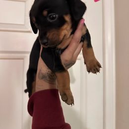 Chihuahua and Dachshund Puppies from Wienie_gang