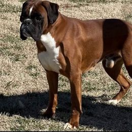 Avis - Boxer