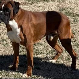 Avis - Boxer