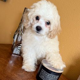 Cockapoo Louie - male Cockapoo puppy in Ocoee, Florida from Puppie Poos 4 U