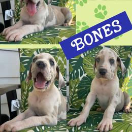 Bones - Harlequin male Great Dane puppy in Wellsville, New York from Prophecy Danes