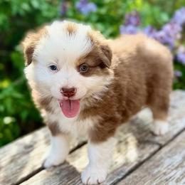 Red Tri Girl 1 - Red tri-color female Australian Shepherd puppy in Wauneta, Nebraska from 4H Aussies