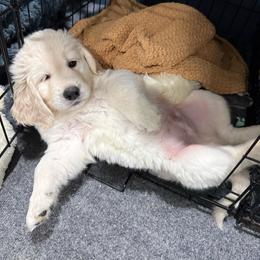 Viper - Light golden male Golden Retriever puppy in Blaine, Washington from Freedom Retrievers