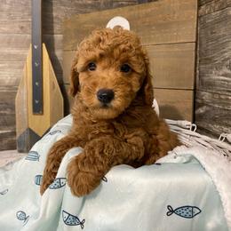 Tucker - Red  male Poodle puppy in Osseo, Michigan from Paws in the Country