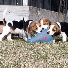 Beagle Puppies from Wilderness Beagles