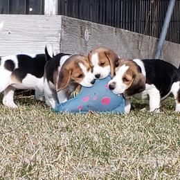 Beagle Puppies from Wilderness Beagles
