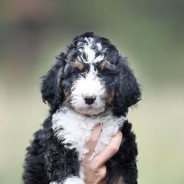 Bernedoodle, Bernese Mountain Dog, and Golden Retriever Puppies from Mercy Mountain Bernedoodles