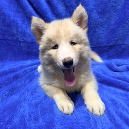 AKC Sander - Sable and white male Siberian Husky puppy in Centreville, Maryland from Huskies By the Bay