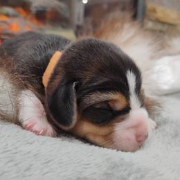 Max - Black tan and white male Beagle puppy in Colville, Washington from Rosehaven Homestead