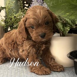 Hudson - Red male Cavapoo puppy in Grove, Oklahoma from Rocky Oak Cavaliers & Biewer Terriers LLC